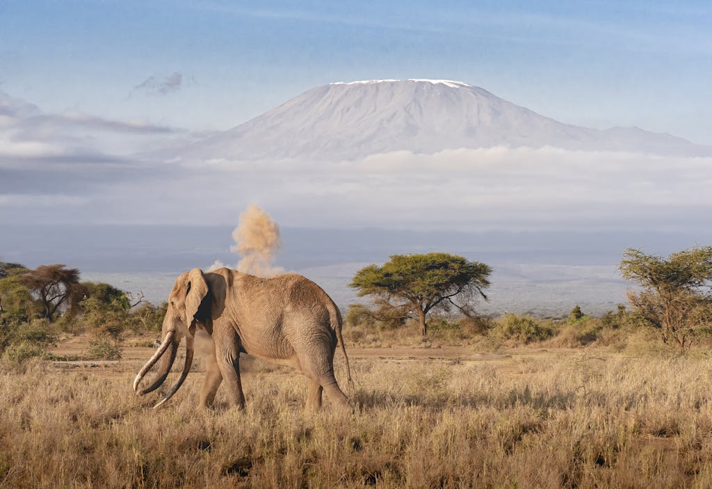 A stunning image of an elephant roaming the savanna with Mount Kilimanjaro in the background.