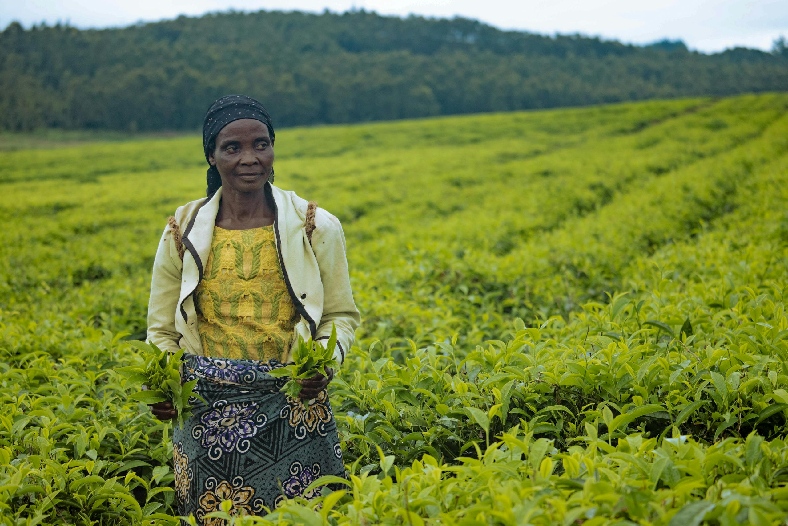 Tea Picker farmer